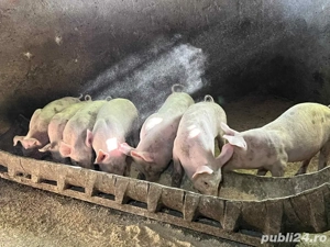 Vând purceii înțărcați - imagine 2