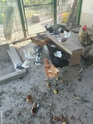 Porumbei Repezani si Jucători de Braila 