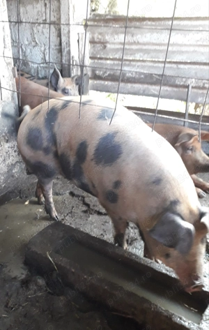 Porc de vânzare 