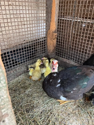 Rata muta cu boboci. Rata lisita - imagine 2 Rata muta cu boboci. Rata lisita - imagine 2