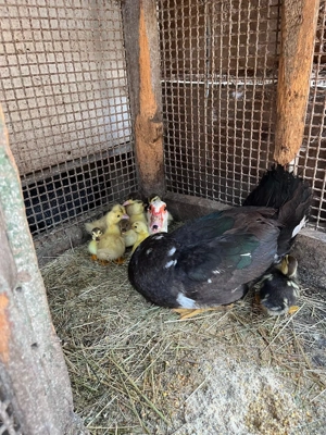 Rata muta cu boboci. Rata lisita