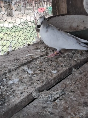 Vand masculi - imagine 2 Vand masculi - imagine 2