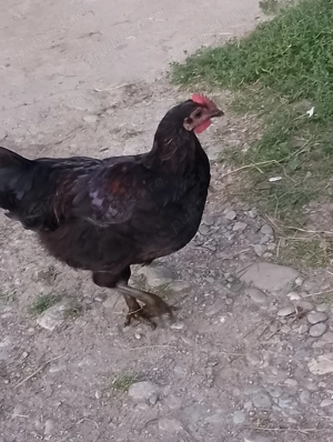 Cocosi tineri de 6 luni  - imagine 2 Cocosi tineri de 6 luni  - imagine 2