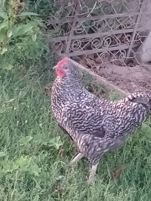 Cocosi tineri de 6 luni  - imagine 3 Cocosi tineri de 6 luni  - imagine 3