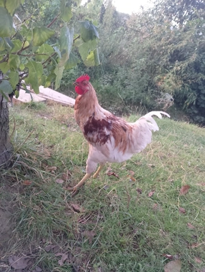 Cocosi tineri de 6 luni  - imagine 4 Cocosi tineri de 6 luni  - imagine 4