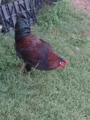 Cocosi tineri de 6 luni  - imagine 5 Cocosi tineri de 6 luni  - imagine 5