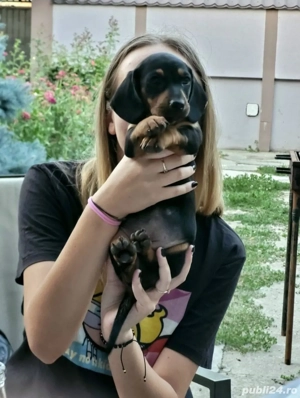 Teckel Daschund Șorecar București SECTOR 3 - imagine 3