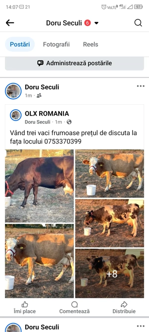 vand vaci frumoase prețul il discutam la fata locului negociabil 