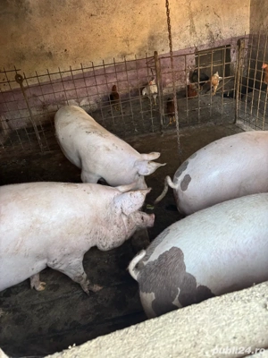 Vand porci  - imagine 3