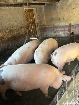 Vand porci  - imagine 2