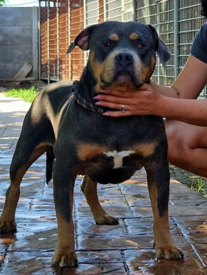 Vand American Bully xl
