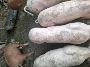 Purcei de vanzare - imagine 3