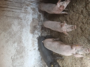 Scrofițe si porci mari  - imagine 2