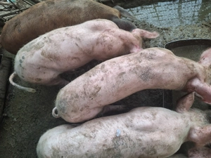 Purcei de vanzare - imagine 4