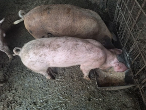 Purcei de vanzare - imagine 2