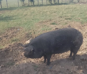 Porc de casă de vanzare