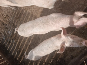 Scrofițe si porci mari  - imagine 4