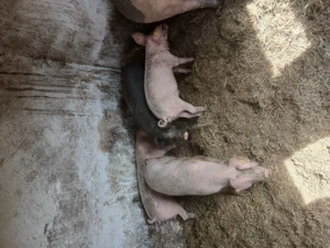 Scrofițe si porci mari  - imagine 3