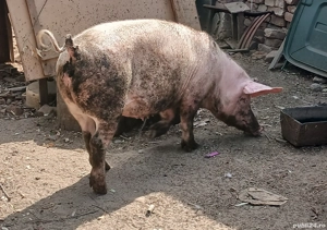 Vând Purcea rasă marele alb