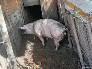 Vând Purcea rasă marele alb - imagine 4