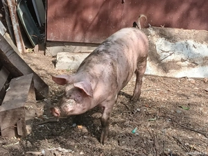 Vând Purcea rasă marele alb - imagine 5