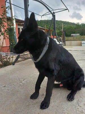 Ciobănesc german negru  - imagine 5