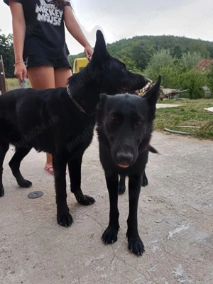 Ciobănesc german negru  - imagine 2