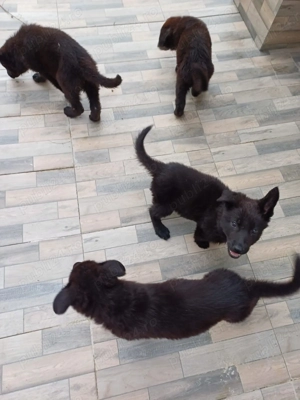 Ciobănesc german negru  - imagine 3