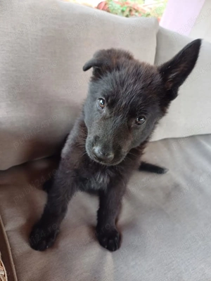 Ciobănesc german negru  - imagine 4