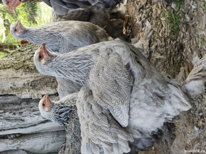 Vand familie 1+ 2 Brahma Silver Orange  - imagine 4