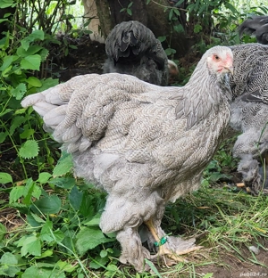 Vand familie 1+ 2 Brahma Silver Orange  - imagine 2