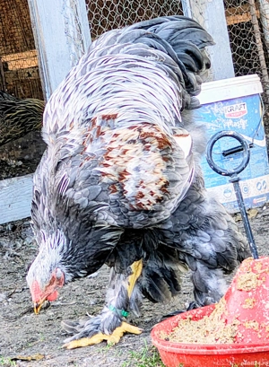 Vand familie 1+ 2 Brahma Silver Orange  - imagine 3