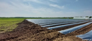 masina întins Folie si bilonat căpșuni legume