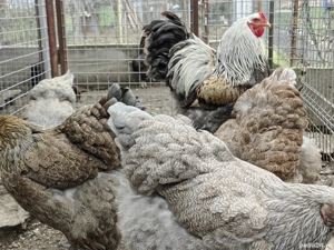 Vand familie 1+ 2 Brahma Silver Orange  - imagine 5