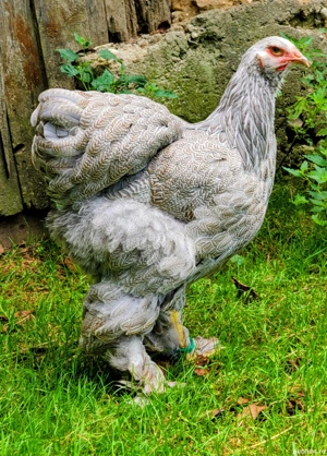 Vand familie 1+ 2 Brahma Silver Orange 