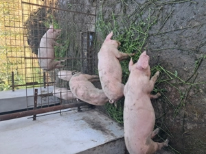 Porci de vânzare (6 buc.) - imagine 2 Porci de vânzare (6 buc.) - imagine 2
