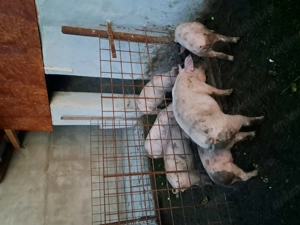 Porci de vânzare (6 buc.) - imagine 3 Porci de vânzare (6 buc.) - imagine 3