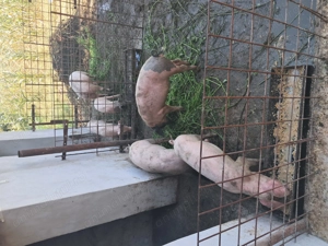 Porci de vânzare (6 buc.) - imagine 4 Porci de vânzare (6 buc.) - imagine 4