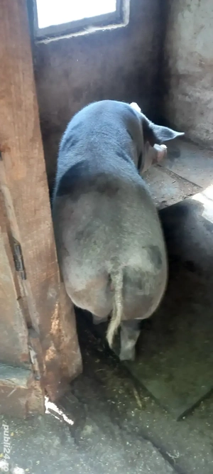 porci de carne - imagine 3