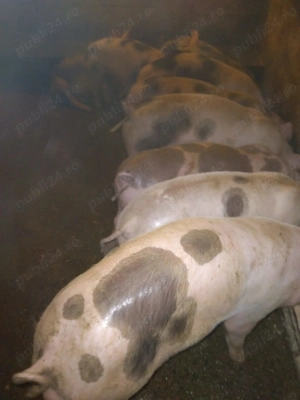 Purcei de vanzare  - imagine 3