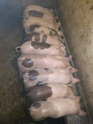 Vand purcei de 8 sau 10 sau 12 saptamani