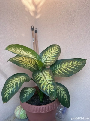 vand Dieffenbachia Tropic snow