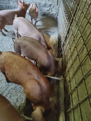 Soldanei duroc cu petrean - imagine 2