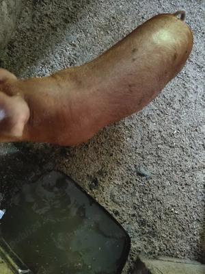 Purcei de vanzare au 30 kl