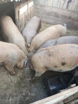 Vând porci duroc  - imagine 2