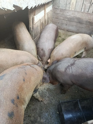 Vând porci duroc  - imagine 3