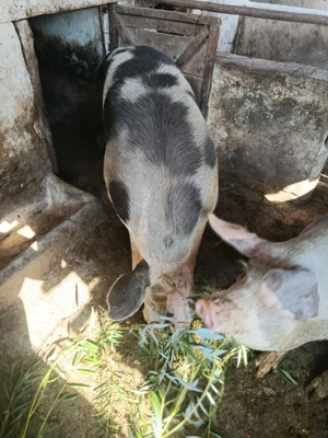 Vând porci duroc  - imagine 4