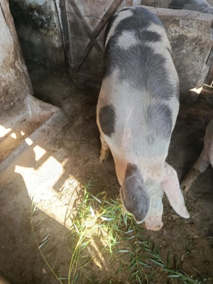 Vând porci duroc  - imagine 5