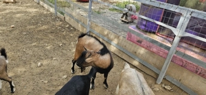 Vand tap tanar pitic