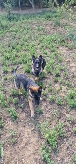 Pui ciobanesc german